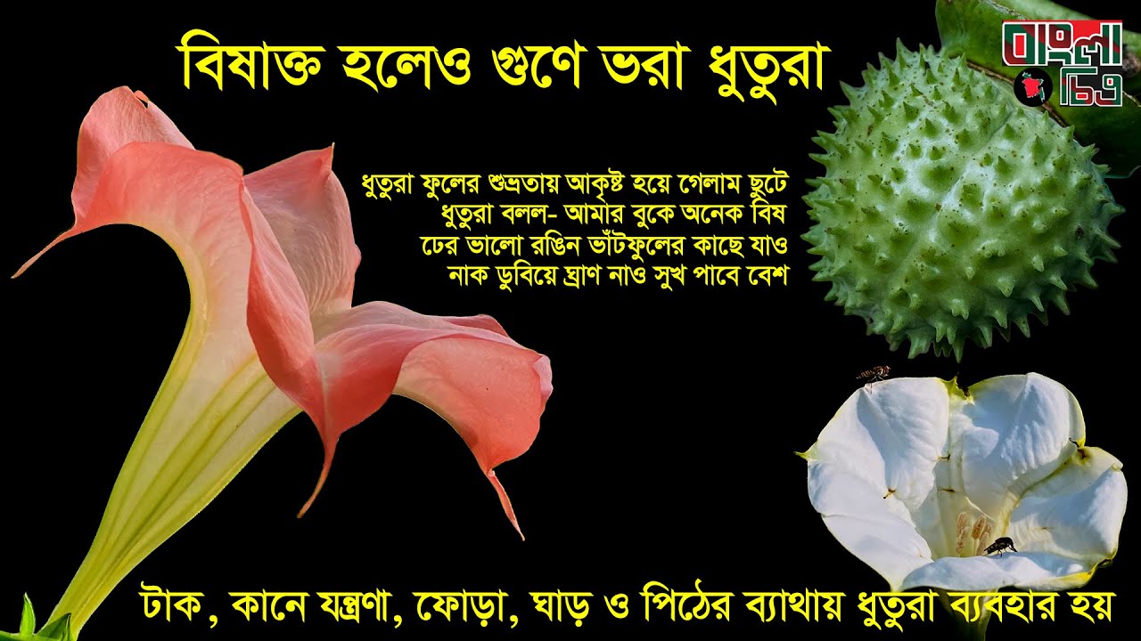 ধুতুরা ফুল Devil's Trumpet Bangladesh Bangla Chitra YouTube