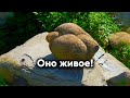 Живые камни на земле|Факты|Они передвигаются и размножаются!