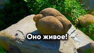 Живые камни на земле|Факты|Они передвигаются и размножаются!