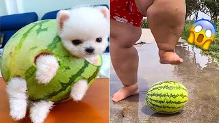 Cute Puppies Doing Funny Things #22 🐶 Cute and Funny Dogs 2024 - VN Pets by VN Pets 7,677 views 6 days ago 8 minutes, 48 seconds