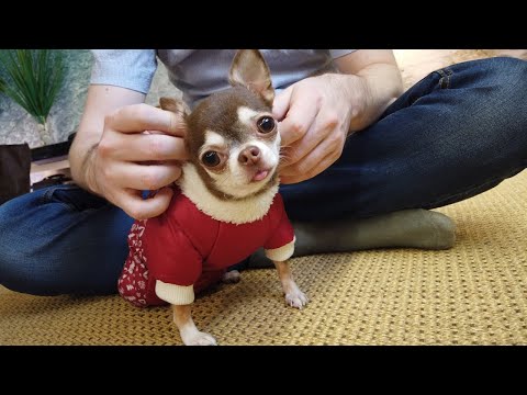 Video: Hvorfor Ryster Chihuahuas