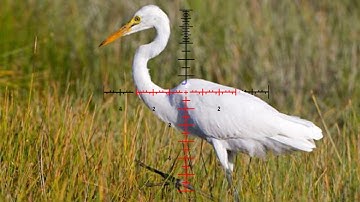 Air rifle hunting - Pesting airgun hunting bird  2023