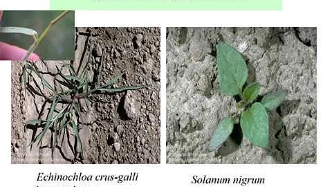 Organic Weed Management: Concepts & Principles
