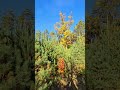 Pogodny jesienny dzień w lesie (2023) A sunny autumn day in the forest (4K/UHD)