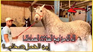 زرت من أجمل الاسطبلات لعائلة#المدني لكتنتمي لمنطقة السماعلة وادي زم لي كتحتاوي على أجود السلالات🇲🇦