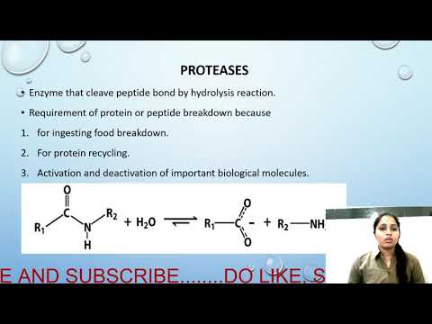 Video: Forskellen Mellem Protease Og Peptidase