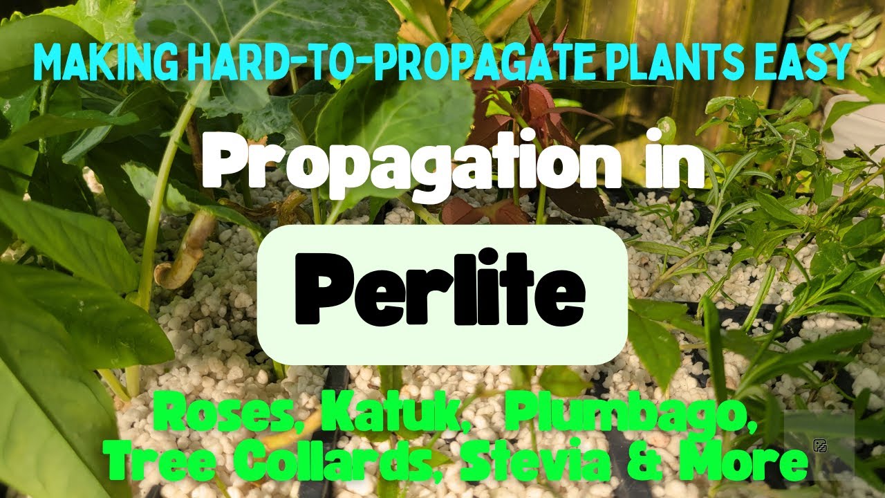 Размножение растений в перлите — повысьте успешность размножения (с примерами укоренившихся расте...