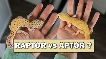 Most Popular Leopard Gecko Morph Review