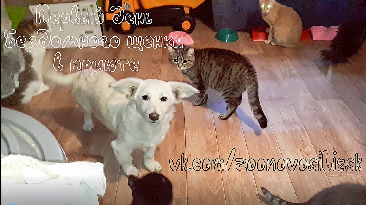 Они хотели забрать домой бездомную собаку, но она отказалась по очень важной причине Сколько же благородства в этих животных рекомендации Они хотели забрать домой бездомную собаку, но она отказалась по очень важной причине Сколько же благородства в этих животных рекомендации