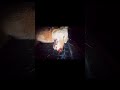 #coyotehunting #hunting #thermalhunting #coyote #nighthunting #predatorhunting