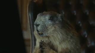 Zkb Frankly - Marmot