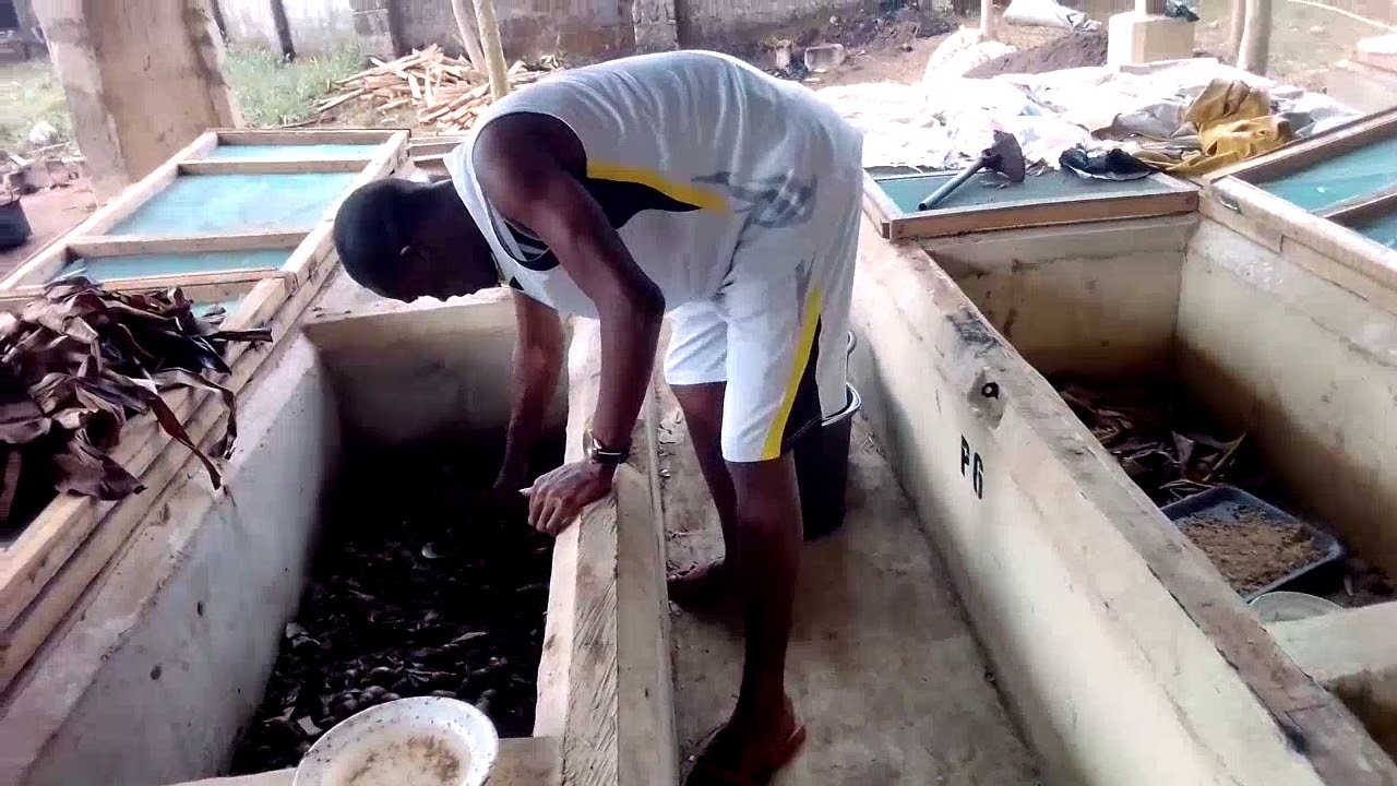 Sorting of young snails to their various sizes