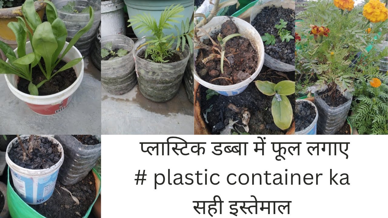 # पुराने प्लास्टिक डब्बा में फूल लगाए # diy plastic container in terrace gardening# बागवानी सीखे