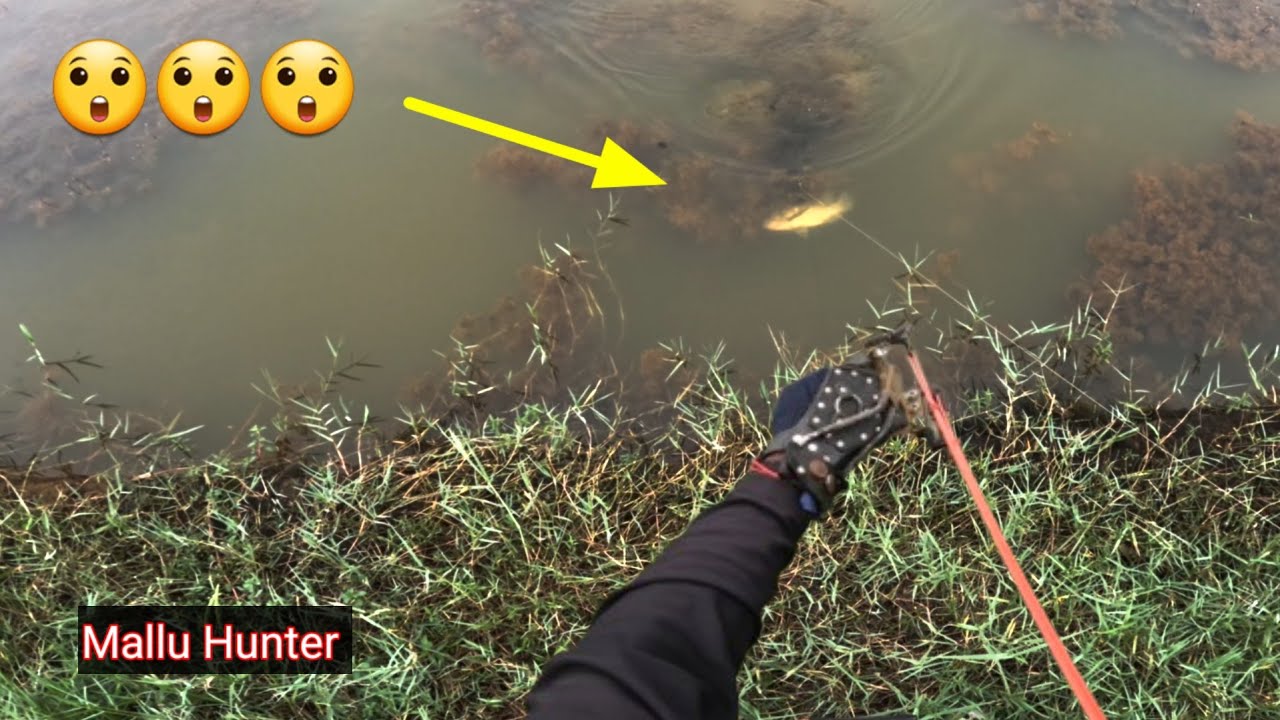 നല്ലൊരു മീൻ തെറ്റി പിടുത്തം / Mallu hunter/ Kerala snakehead hunting 