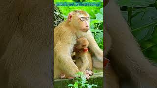 lucie breastfeeding 3 monkey monkeys monkeyvideo shortvideo monkeyfamily monkeylove