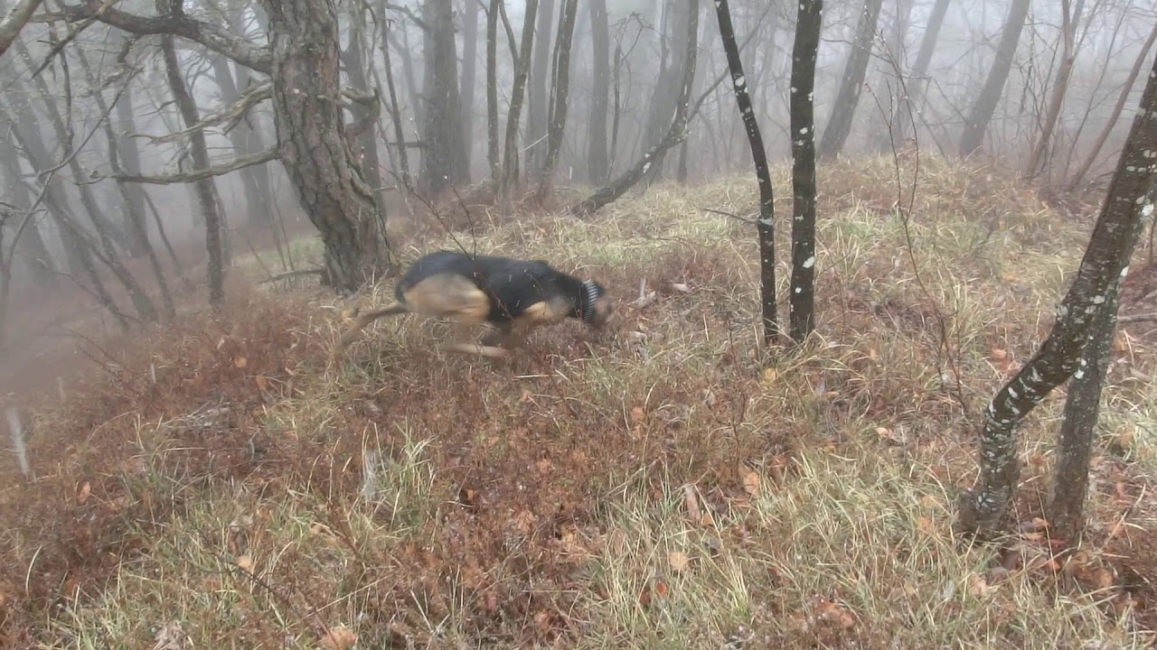 Passione segugio - Zeno 14 aprile 2019