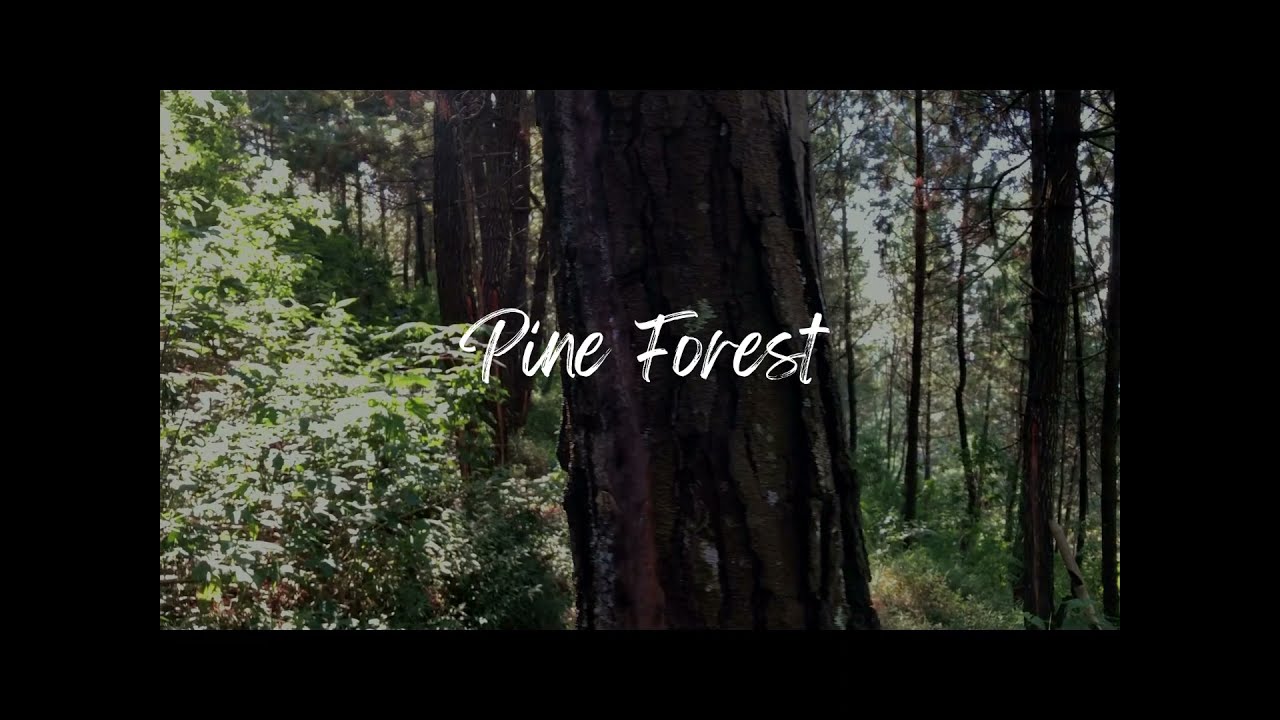 PINE FOREST | Cinematic Short Film / Nature B-roll