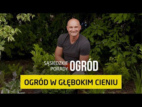 Wideo: Krzewy W Cieniu