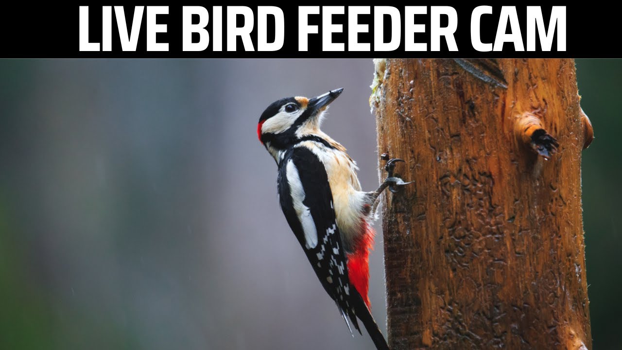LIVE Ohio Bird Feeder in 4K (Most Birds You'll See on Youtube) YouTube