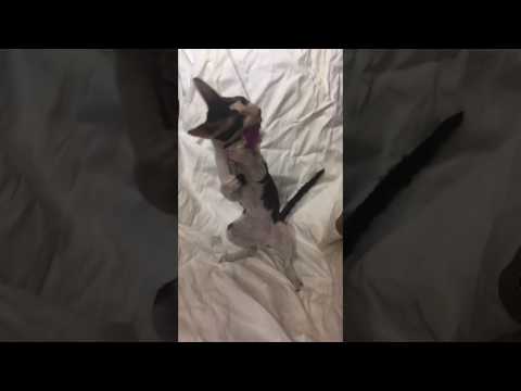 Cornish Rex Male Adult Cat