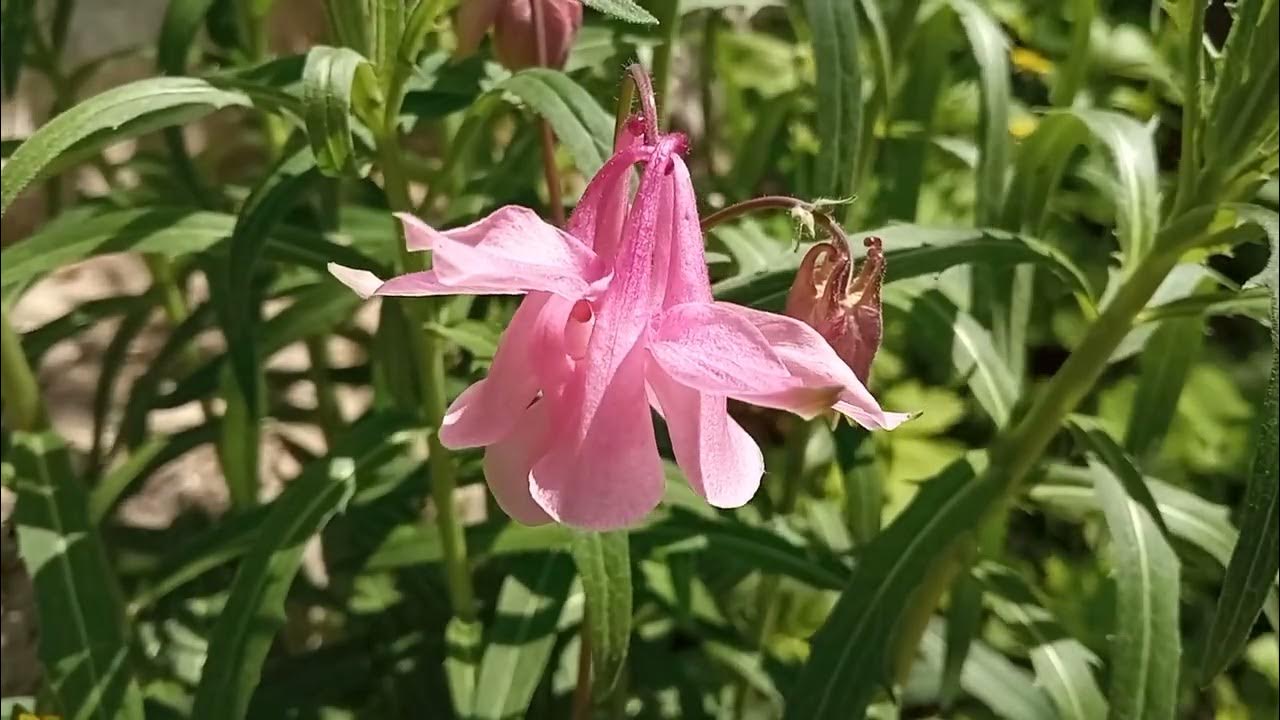 401 18.05.2023 165-й ВидеоРяд Водосбор Розовый + Мантра Безсмертия ...