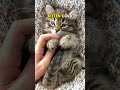 A kitten was thrown from a moving car then a trooper made a decision 🐱 #cat #fyp #heartwarming