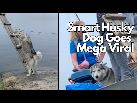 Smart Husky that climbs ladder to board boat GOES MEGA VIRAL!