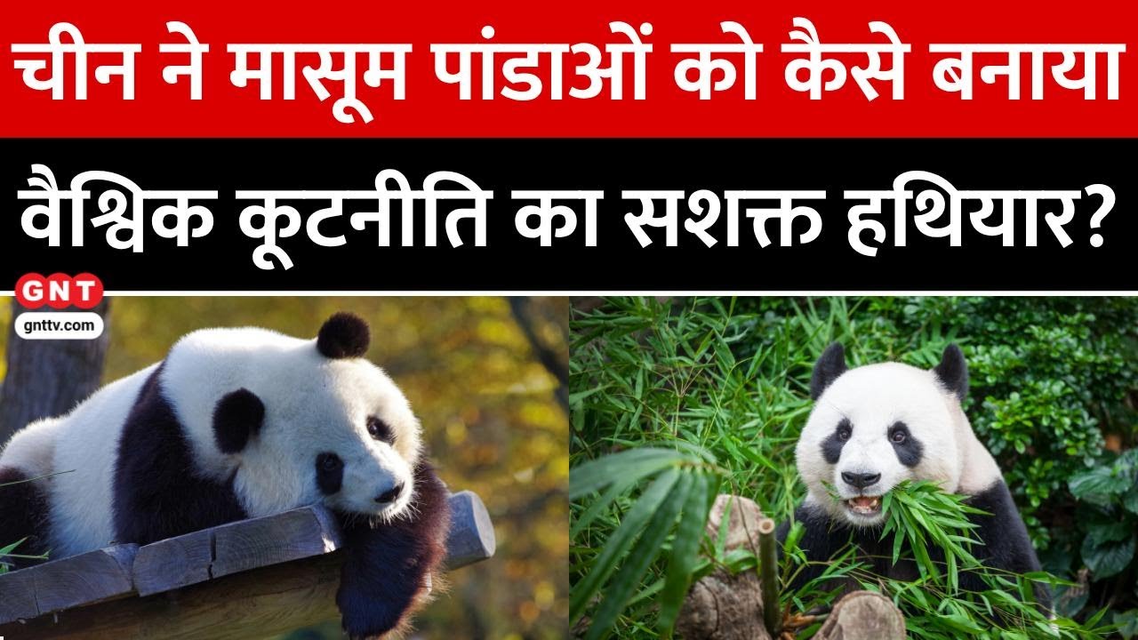 क्या है China की Panda Diplomacy? जानिए कैसे मासूम पांडा बनते हैं अंतरराष्ट्रीय राजनीति का हिस्सा