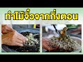 Bonsai Station [Workshop Station] EP.23 ทำไม้จิ๋วจากกิ่งตอน