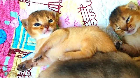 Watch the video about Cute Abyssinian kittens, 2 weeks old