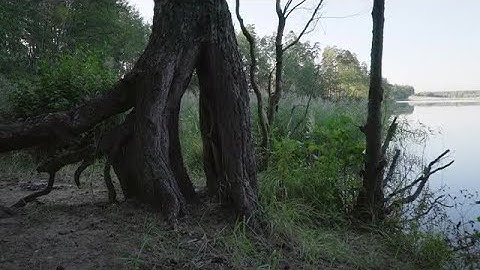 Tree With Protruding Roots Stock Video