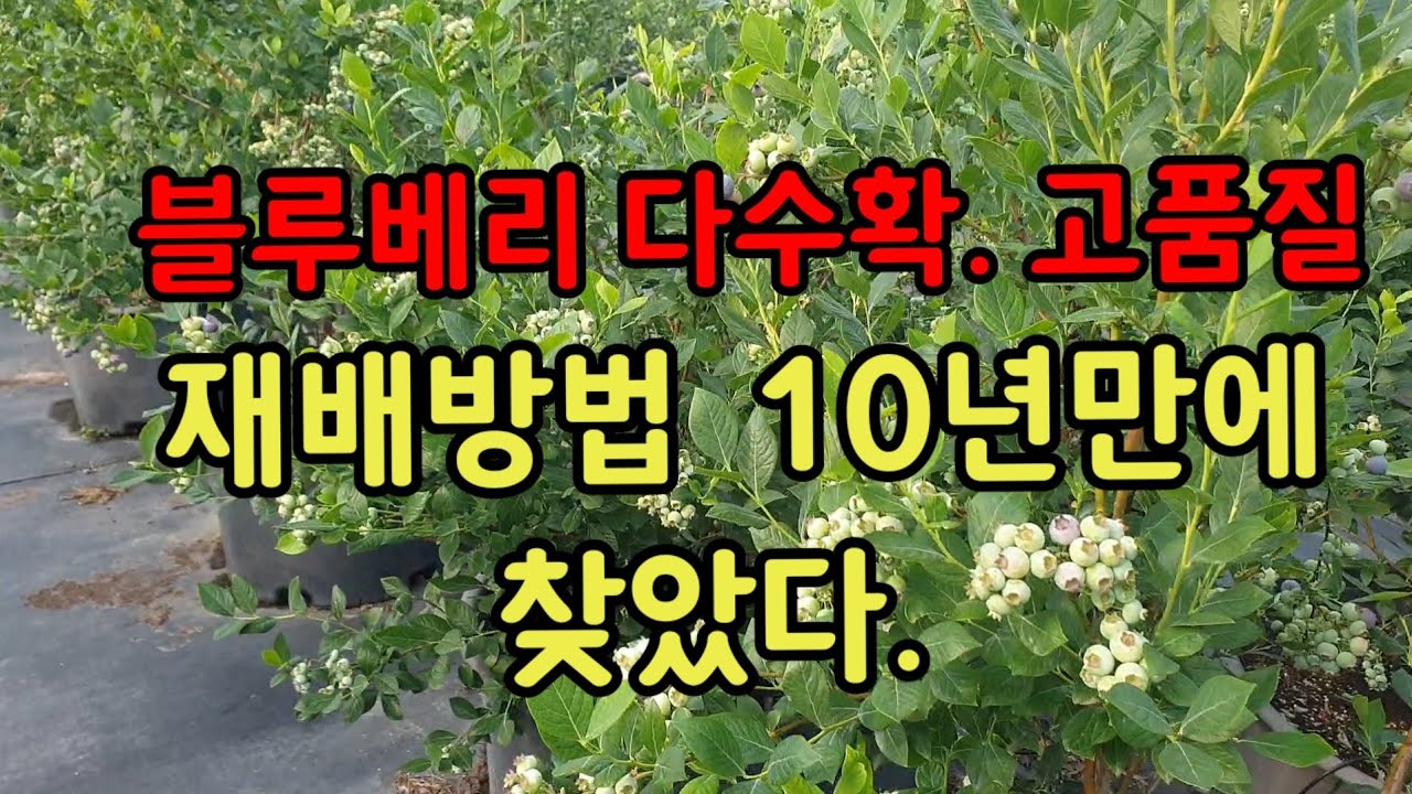 블루베리 다수확. 고품질 재배방법 10년만에 찾았다. #메도우락 전문농원 #메도우락 재배방법 #메도우락 묘목판매 #노후대책#노후준비
