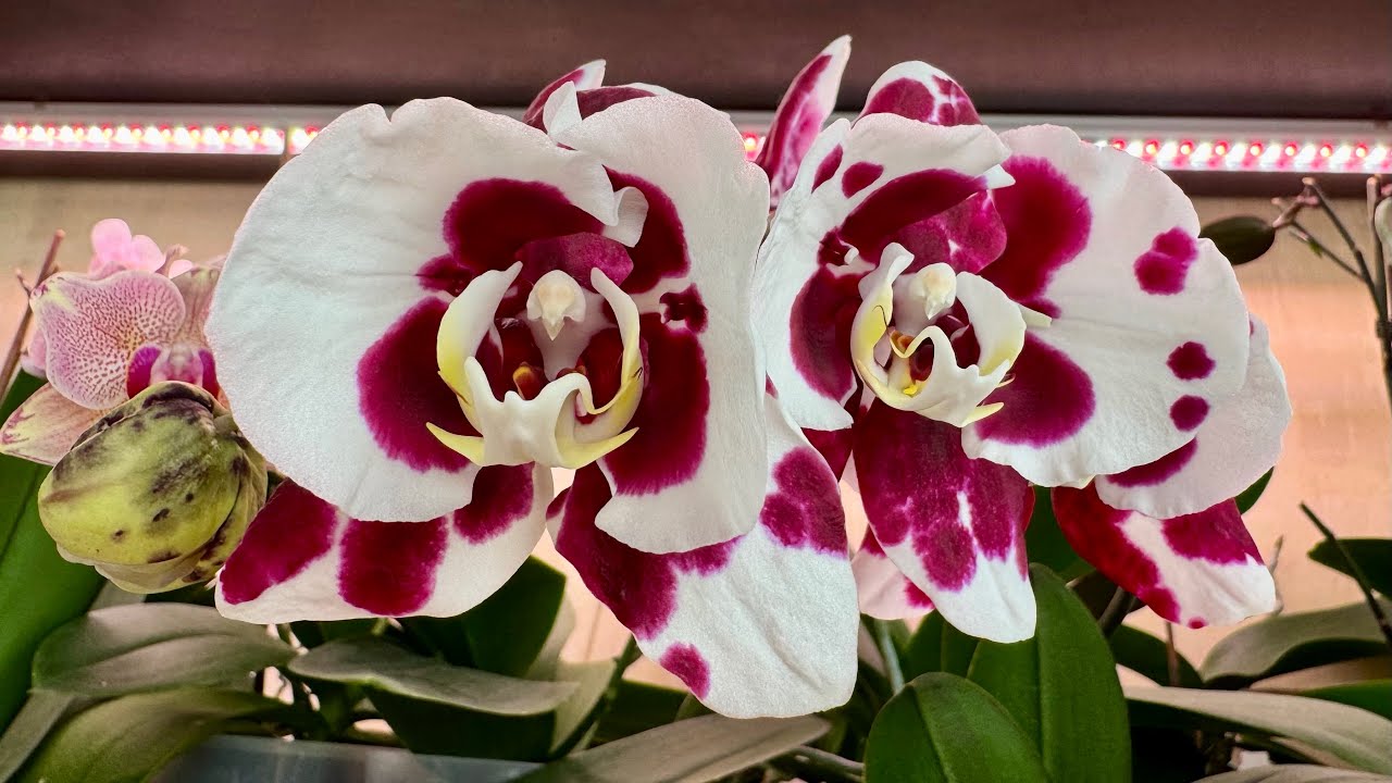 Я в полном восторге ! Новый шедевр распускается 