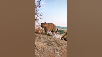 🔥🐯🦅 Epic Showdown in Trending Video 🔥