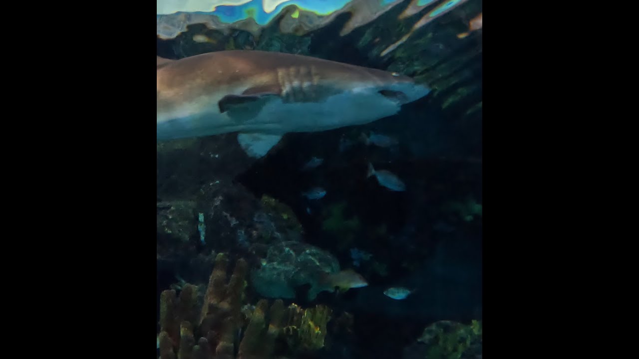 Sharks And Fish in 4K video. Shot at Ripley's Aquarium of the Smokies in Gatlinburg, Tennessee