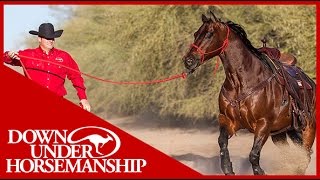 Clinton Anderson: What size halter should I get for my horse - Downunder Horsemanship