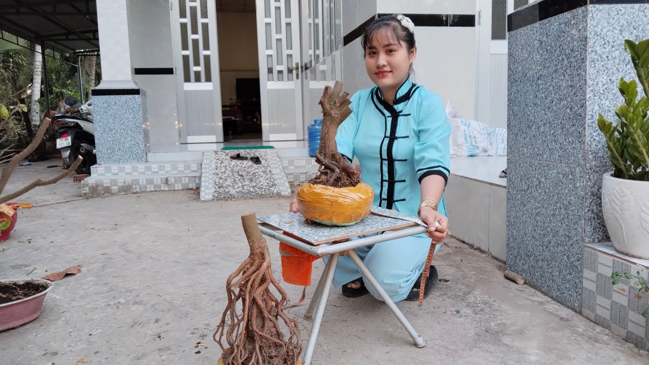 Phôi tứ quý, tứ quý ghép bình lợi ngày 6/3☎️ Zalo 0368230127 gặp Thảo.