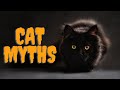 14 Common Cat Myths We Need to Stop Believing