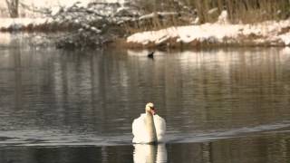 Wasservögel im Schwansee bei Schwangau