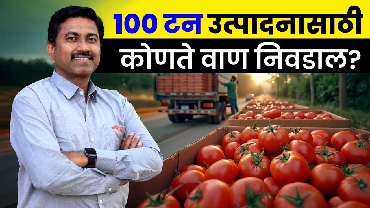 Tomato Farming 🌱 टोमॅटो पीक यशस्वी करण्यासाठी योग्य वाण आणि अन्नद्रव्य व्यवस्थापन  #tomato