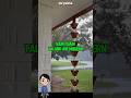 Rain Chain: Talang Air Modern yang Lebih Efektif & Estetik.#talangair #hujan #jepang