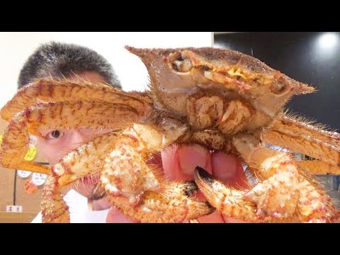 여러분 속지마세요 털게가 아닙니다 This Is <strong>Not</strong> a <strong>Hair</strong> Crab