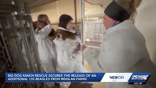 Big Dog Ranch rescues 135 beagles from Ridglan Farms