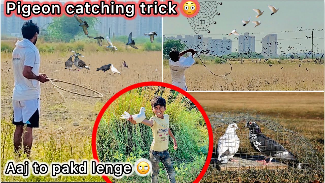 Khet se pakdne lge 5 kabutar 🤑 || Try to catch five white pigeon from field 🌾