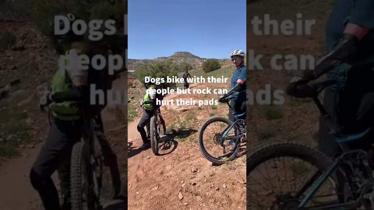 How to keep dog boots on and save your dog’s pads