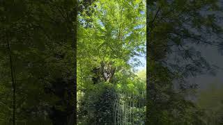 villa borghese