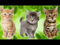 очаровательные котята делают забавные вещи 2020 🐱 Самые милые кошки №2