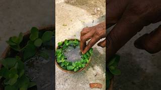 DIY Succulent Arrangement 🌿✨ | Creative Mini Garden Idea for Home#succulent #diy #jadeplant #viral