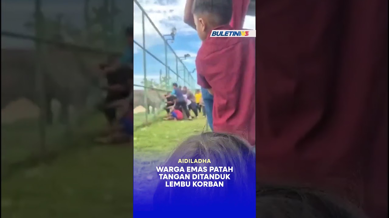 AIDILADHA | Warga emas patah tangan ditanduk lembu korban