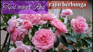 Tips agar ros rajin berbunga